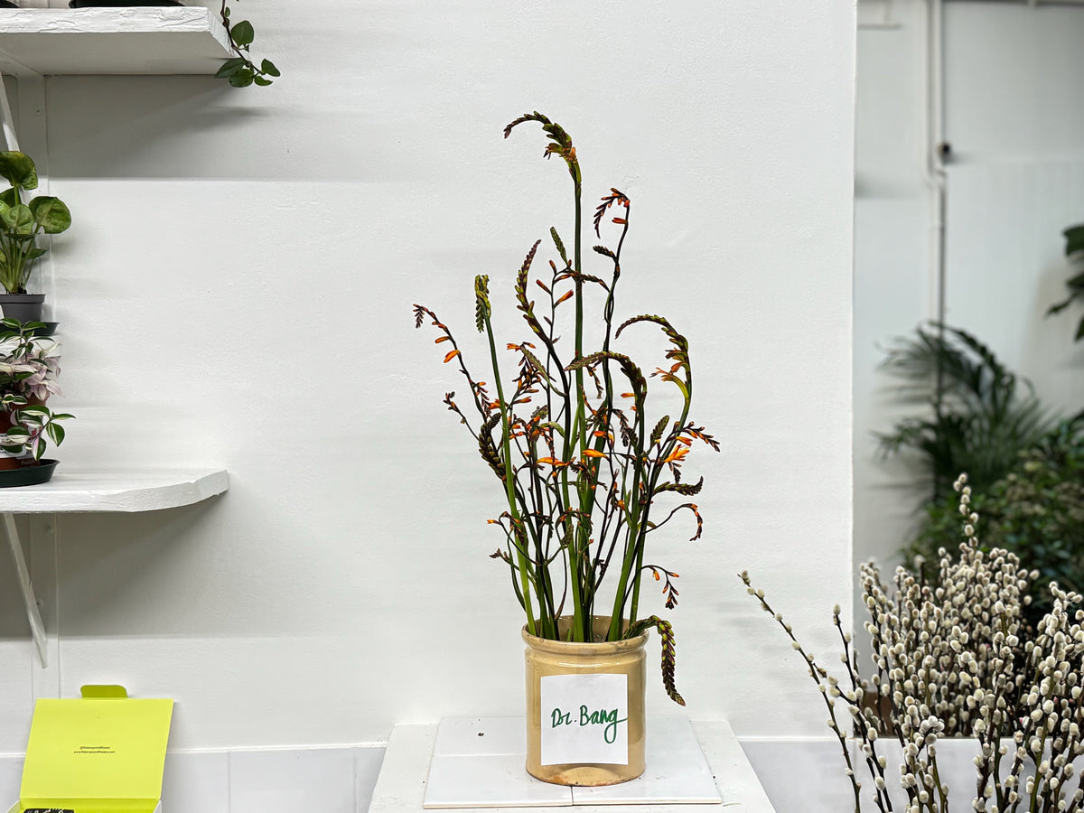 Des crocosmia pour Dr. Bang 🙏💚
