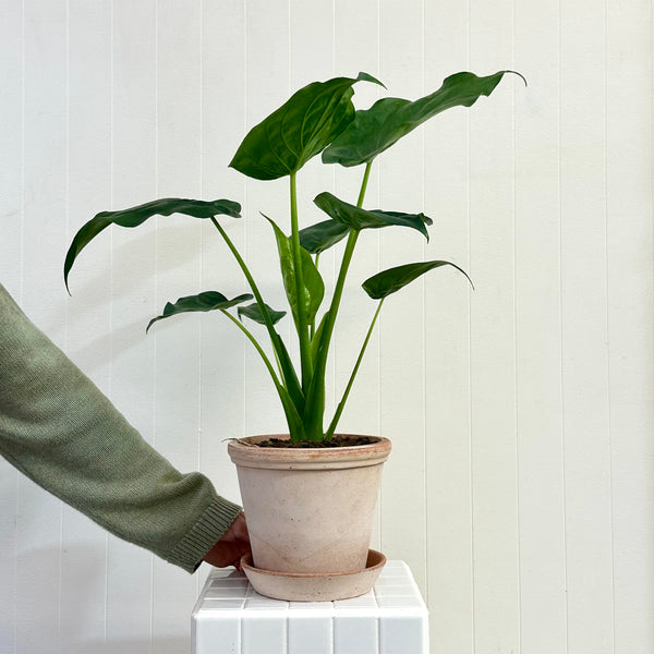 Alocasia Cuculata & Pot Bergs