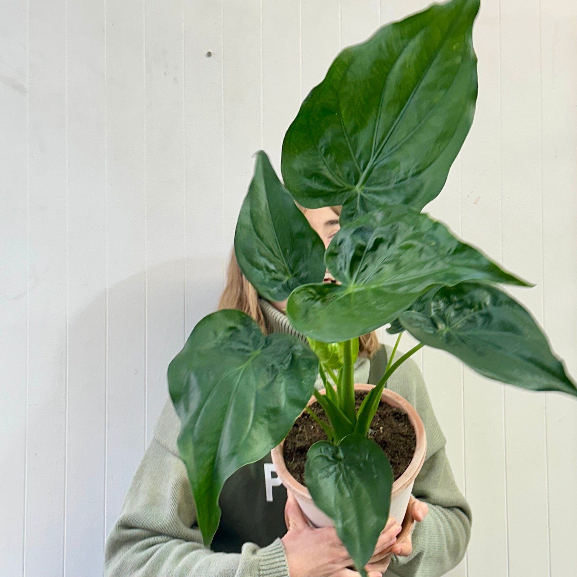 Alocasia Cuculata & Pot Bergs